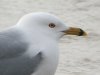 Ring-billed Gull at Westcliff Seafront (Steve Arlow) (58685 bytes) Ring-billed Gull at Westcliff Seafront (Steve Arlow) (58685 bytes)